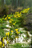 American skunkcabbage (Lysichiton americanus)