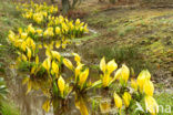 American skunkcabbage (Lysichiton americanus)