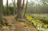 American skunkcabbage (Lysichiton americanus)