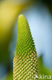 American skunkcabbage (Lysichiton americanus)