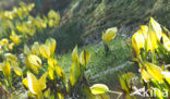 American skunkcabbage (Lysichiton americanus)