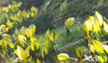 Moeraslantaarn (Lysichiton americanus)