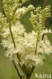 Moerasspirea (Filipendula ulmaria)