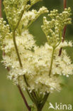 Moerasspirea (Filipendula ulmaria)