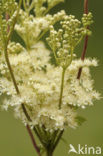 Moerasspirea (Filipendula ulmaria)