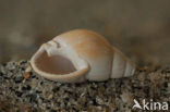 Nassarius lamellilabrus