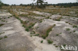 Nationaal Park Grenspark De Zoom