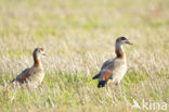 Egyptian Goose (Alopochen aegyptiaca)