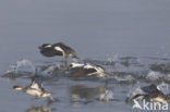 Smew (Mergellus albellus)