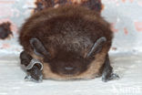 Northern Bat