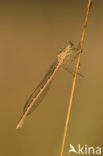 Siberian winter Damselfly (Sympecma paedisca)