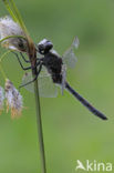 Noordse witsnuitlibel (Leucorrhinia rubicunda)