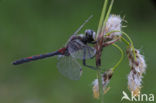 Noordse witsnuitlibel (Leucorrhinia rubicunda)