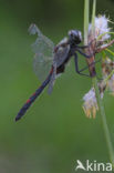 Noordse witsnuitlibel (Leucorrhinia rubicunda)