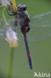 Noordse witsnuitlibel (Leucorrhinia rubicunda)