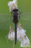 Noordse witsnuitlibel (Leucorrhinia rubicunda)