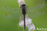 Noordse witsnuitlibel (Leucorrhinia rubicunda)