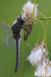 Noordse witsnuitlibel (Leucorrhinia rubicunda)