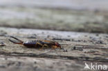 earwig (Doru taeniatum)