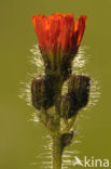 orange hawkweed (Hieracium aurantiacum)