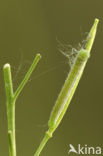 Orange-tip (Anthocharis cardamines)