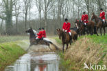 Paard (Equus spp)