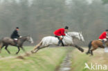 Paard (Equus spp)