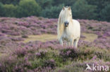 Paard (Equus spp)