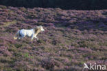 Paard (Equus spp)