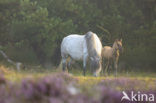 Paard (Equus spp)