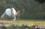 Paard (Equus spp)