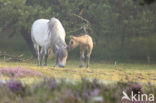 Paard (Equus spp)