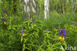 Wood Cow-wheat (Melampyrum nemorosum)