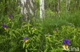 Paarse hengel (Melampyrum nemorosum)