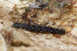 Paddenstoeluil (Parascotia fuliginaria)