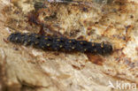 Paddenstoeluil (Parascotia fuliginaria)