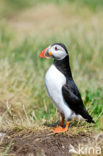 Atlantic Puffin (Fratercula arctica)