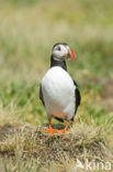 Atlantic Puffin (Fratercula arctica)