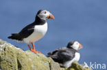 Atlantic Puffin (Fratercula arctica)