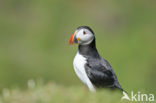 Atlantic Puffin (Fratercula arctica)