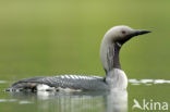 Arctic Loon