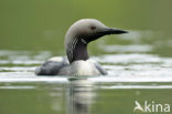 Arctic Loon