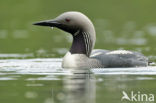 Arctic Loon