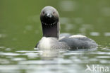 Arctic Loon