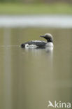 Arctic Loon