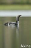 Arctic Loon