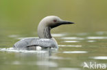 Arctic Loon