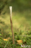 Pijpknotszwam (Macrotyphula fistulosa)