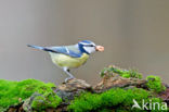 Pimpelmees (Parus caeruleus)