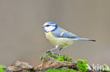 Blue Tit (Parus caeruleus)